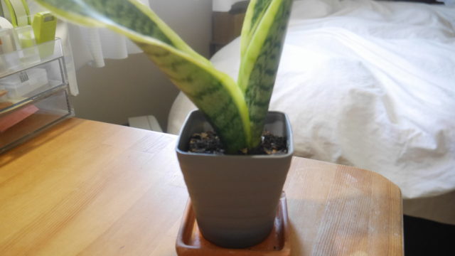 寝室の観葉植物は何がいい サンセベリア 天然の空気清浄機がおすすめ やっこラボ